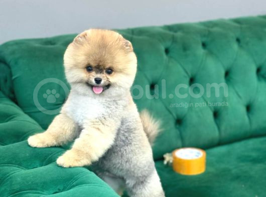 A Kalite Ayıcık Surat Pomeranian