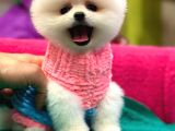 Show Kalite Pomeranian Boo Teacup Yavrumuz
