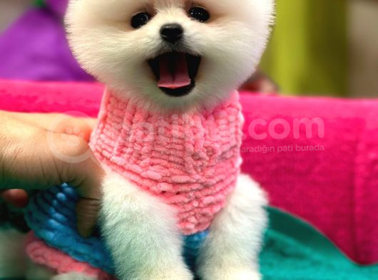 Show Kalite Pomeranian Boo Teacup Yavrumuz görsel