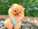 A Kalite Pomeranian Boo