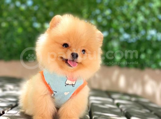 A Kalite Pomeranian Boo görsel