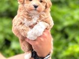 A Kalite Maltipoo Bebekler