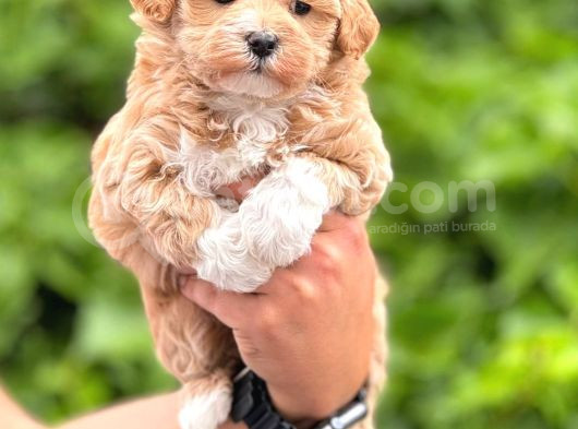 A Kalite Maltipoo Bebekler görsel