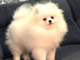 Show Kalite Pomeranian Boo