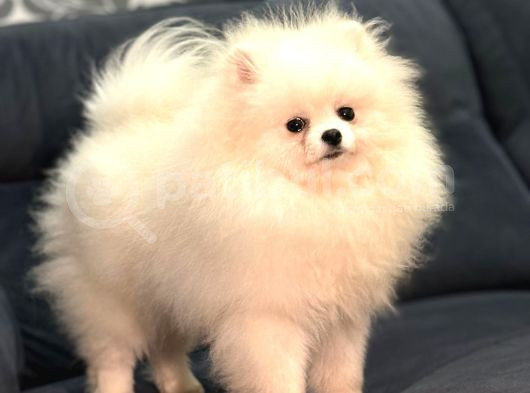 Show Kalite Pomeranian Boo görsel