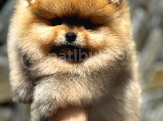 Ayıcık Surat A Kaltie Pomeranian görsel