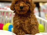 A Kalite Red Brown Toypoodle Yavrumuz
