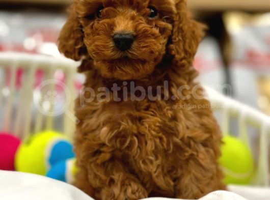A Kalite Red Brown Toypoodle Yavrumuz görsel