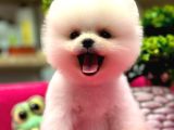 Show Kalite Pomeranian Boo