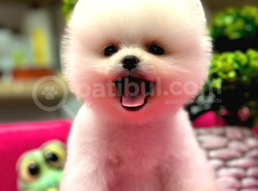 Show Kalite Pomeranian Boo