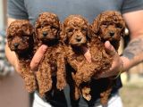 BÜYÜMEYEN TOY POODLE YAVRULARIM