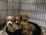 Maltipoo Yavrularımız Evinizin Neşesi Olacaktır
