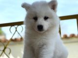 Ayi̇ Yavrusu Samoyed A Kali̇te Irk