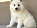Ayi̇ Yavrusu Samoyed A Kali̇te Irk