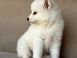 Ayi̇ Yavrusu Samoyed A Kali̇te Irk