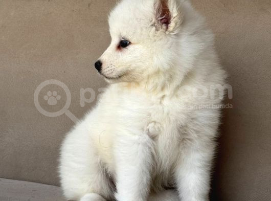 Ayi̇ Yavrusu Samoyed A Kali̇te Irk görsel