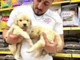 Golden Retriever Yavrularımız Evinize Neşe Katacaktır