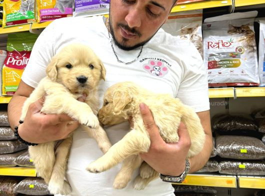 Golden Retriever Yavrularımız Evinize Neşe Katacaktır görsel