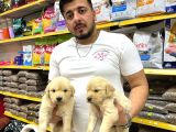 Golden Retriever Yavrularımız Evinize Neşe Katacaktır