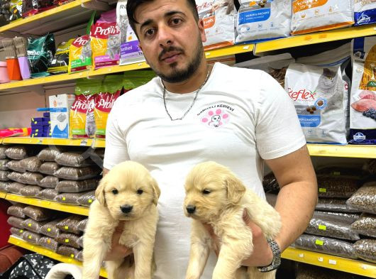 Golden Retriever Yavrularımız Evinize Neşe Katacaktır görsel