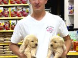 Golden Retriever Yavrularımız Evinize Neşe Katacaktır