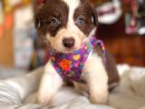 En Iyi Çoban Köpeği Border Collie