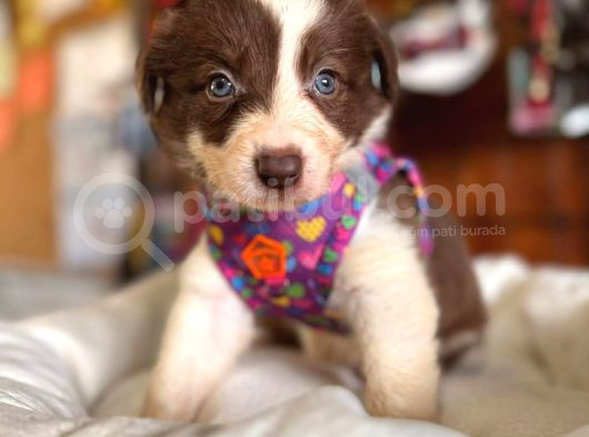 En Iyi Çoban Köpeği Border Collie görsel
