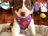 En Iyi Çoban Köpeği Border Collie