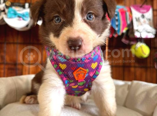 En Iyi Çoban Köpeği Border Collie görsel