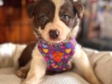 En Iyi Çoban Köpeği Border Collie