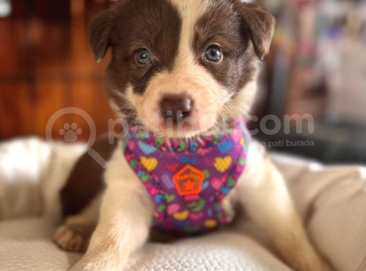 En Iyi Çoban Köpeği Border Collie görsel