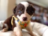 En Iyi Çoban Köpeği Border Collie