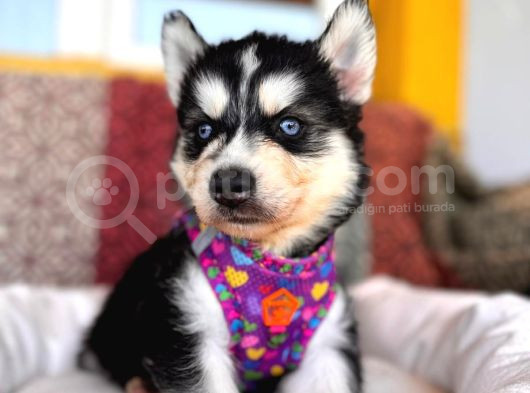 Kari̇zmati̇k Yakışıklı Husky Yavrularimiz görsel