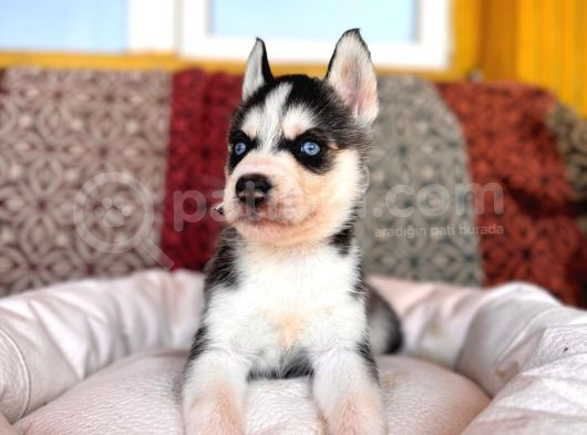 Kari̇zmati̇k Yakışıklı Husky Yavrularimiz görsel