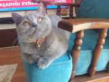 British Shorthair Di̇şi̇ Çok Güzel