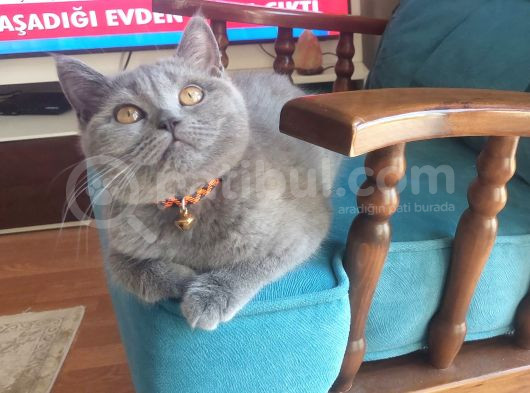 British Shorthair Di̇şi̇ Çok Güzel görsel