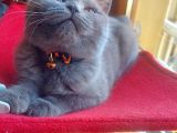 British Shorthair DİŞİ çok güzel