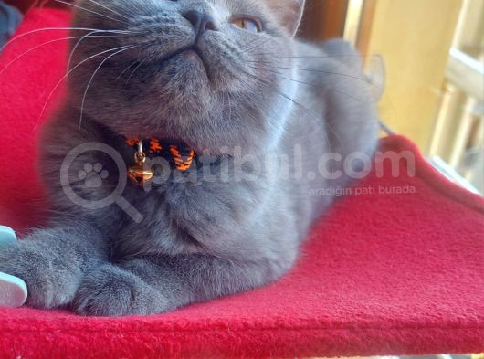 British Shorthair Di̇şi̇ Çok Güzel