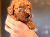 Mükemmel Gözleriyle Premium Toy Poodle
