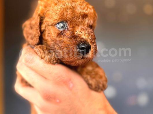 Mükemmel Gözleriyle Premium Toy Poodle görsel