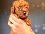 Mükemmel Gözleriyle Premium Toy Poodle