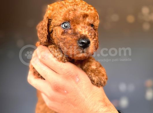 Mükemmel Gözleriyle Premium Toy Poodle görsel