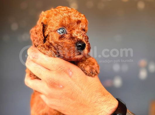 Mükemmel Gözleriyle Premium Toy Poodle görsel