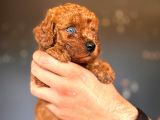 Mükemmel gözleriyle premium toy poodle