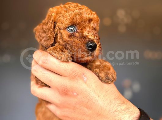 Mükemmel Gözleriyle Premium Toy Poodle