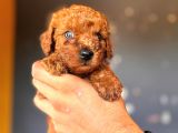 Mükemmel Gözleriyle Premium Toy Poodle