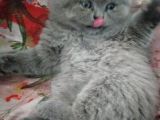 Safkan british shorthair yavru dişi
