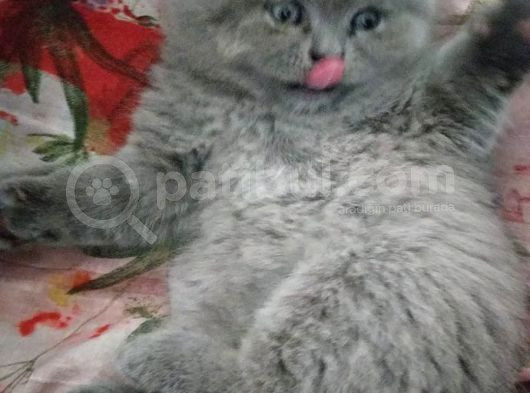 Safkan British Shorthair Yavru Dişi