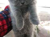 Safkan British Shorthair Yavru Dişi