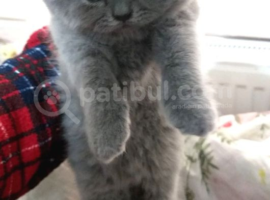Safkan British Shorthair Yavru Dişi görsel